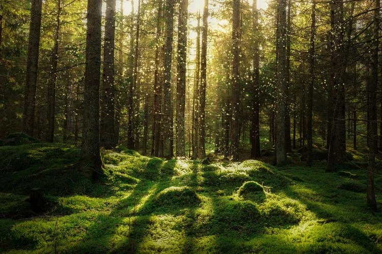 Respect de l’environnement