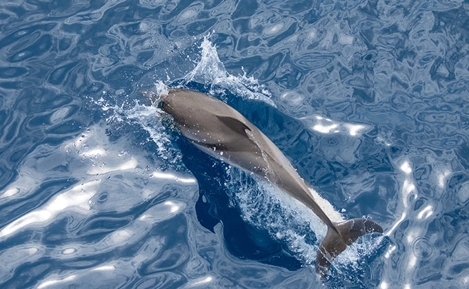 Observation d’animaux marins (dauphins, tortues, oiseaux migrateurs).